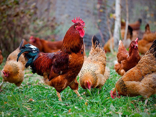 Породы куриц | ЗооТом - продажа, вязка и услуги для животных в Артемовске