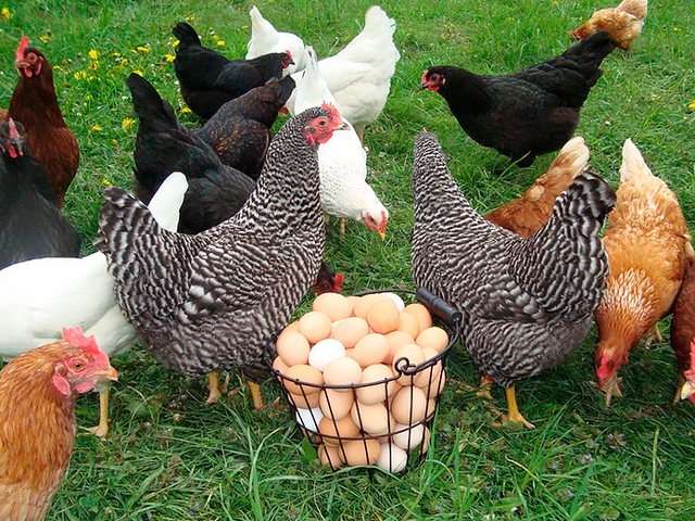 Содержание кур и уход за ними | ЗооТом - продажа, вязка и услуги для животных в Артемовске