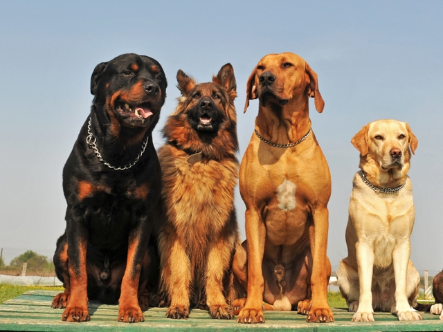 Крупные породы собак в Артемовске | ЗооТом портал о животных